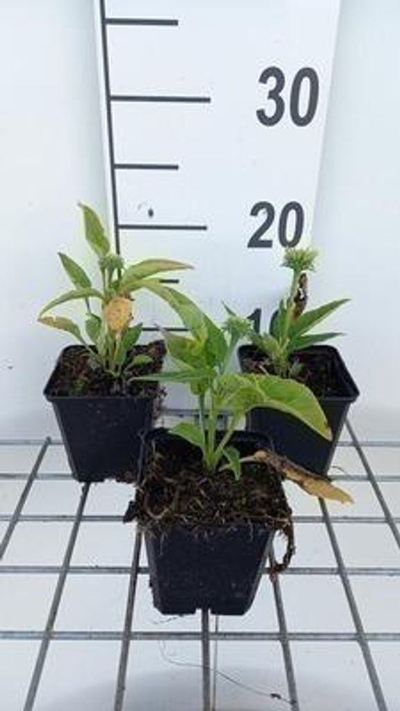 6 x Echinacea purp. 'Mellow Yellows' - Sonnenhut - Topf 9 x 9 cm