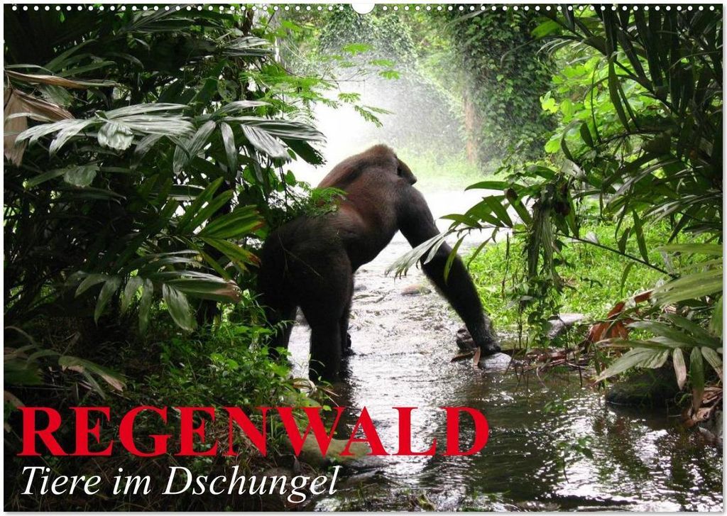Regenwald - Tiere im Dschungel (Wandkalender 2026 DIN A2 quer), CALVENDO Monatskalender