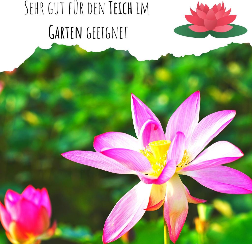 Lotus Samen winterhart (Nelumbo nucifera) - Indische Produktbild 2