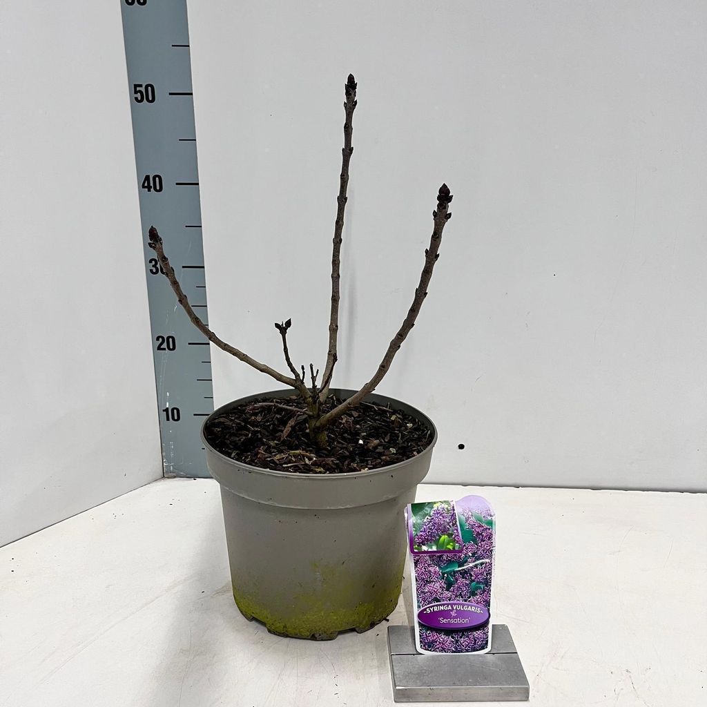 Syringa vulg. 'Sensation' - Edelflieder | 40-50 cm im Topf