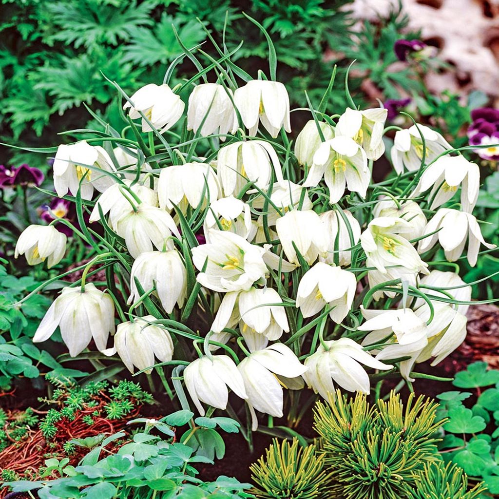 Blumenzwiebeln Zwiebeln Blumen Schachblume Fritillaria Produktbild 