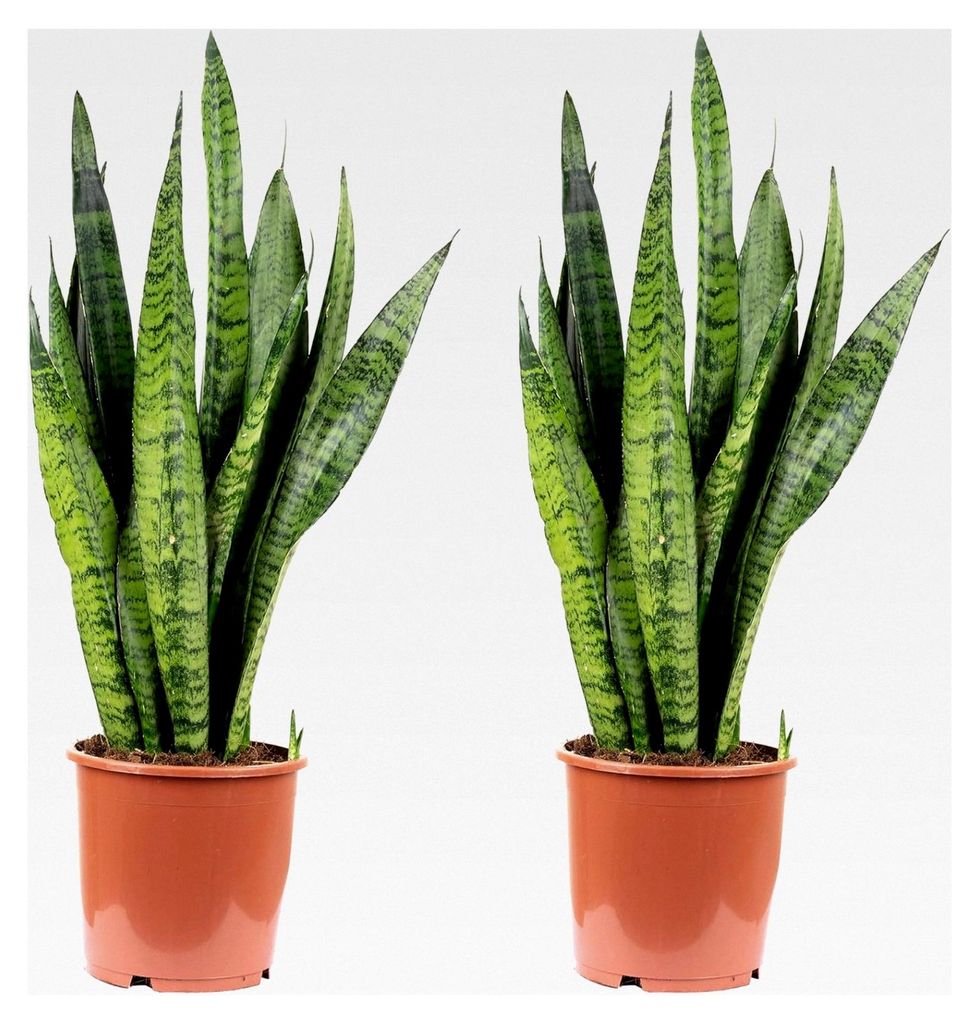 2x Bogenhanf, pflegeleichte Zimmerpflanze, Sansevieria zeylanica - Höhe ca. 65 cm, Topf-Ø 17 cm