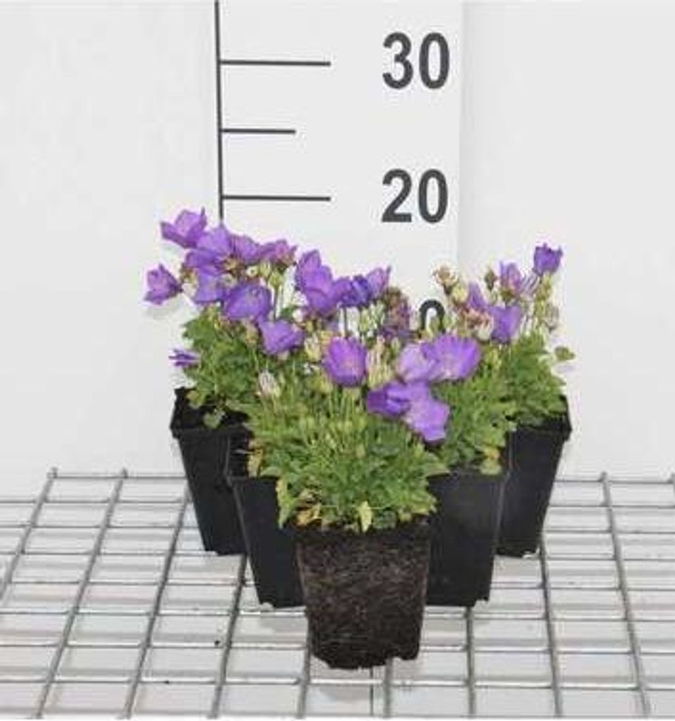 6 x Campanula carp. 'Blaue Clips' - Bergminze - Topf 9 x 9 cm