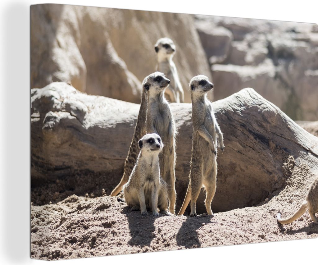 OneMillionCanvasses - Leinwandbilder - 140x90 cm, Familie - Erdmännchen - Tiere, Wandbilder Kunstdruck Wanddekoration - Foto auf Leinwand - Gem...
