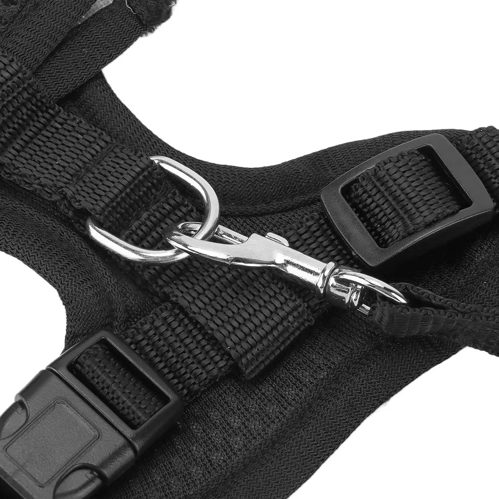 Laisse et harnais pour volaille et canard avec sangle de traction nylon