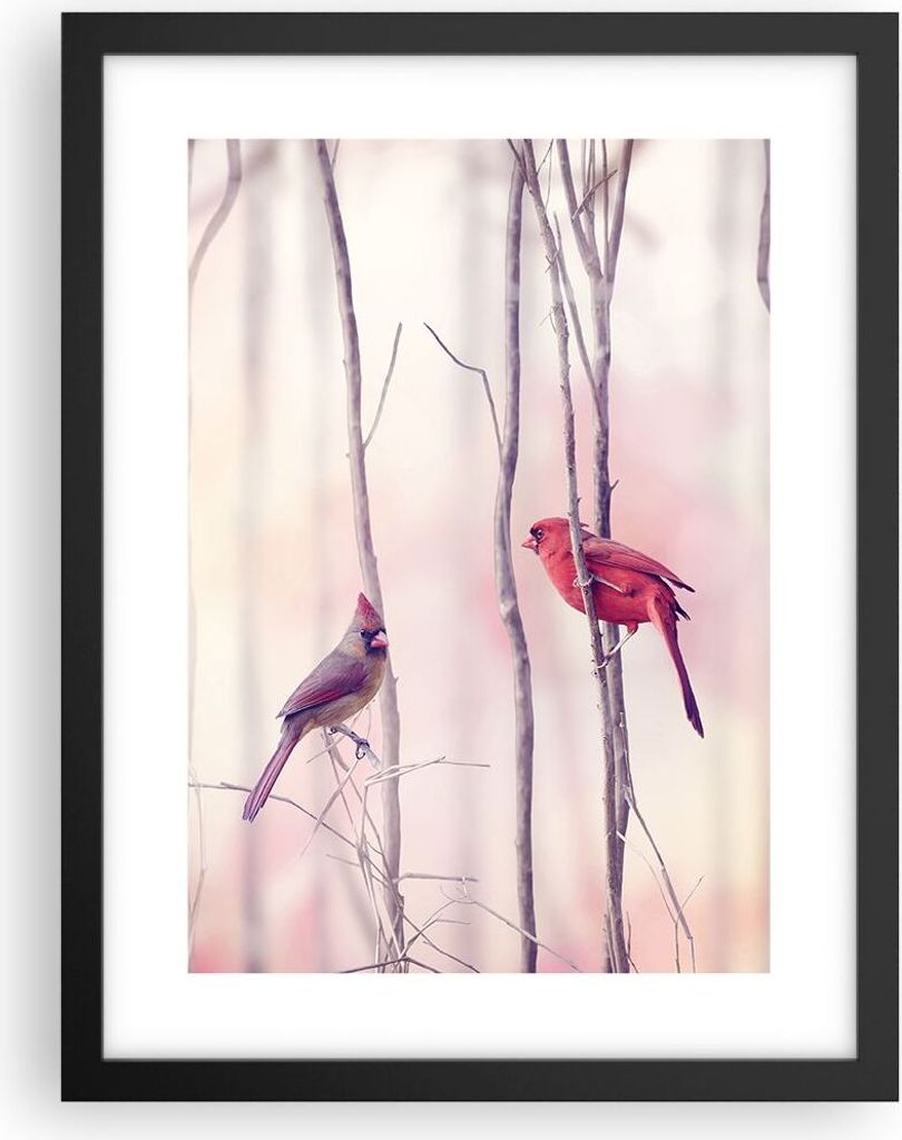 Gerahmtes Poster - Schwarzer Rahmen - Vögel Kardinal Scharlachrot - 30x40 cm - Wand Bild - Wanddeko - Wandbilder - Wandposter - Bilderrahmen - Bil...