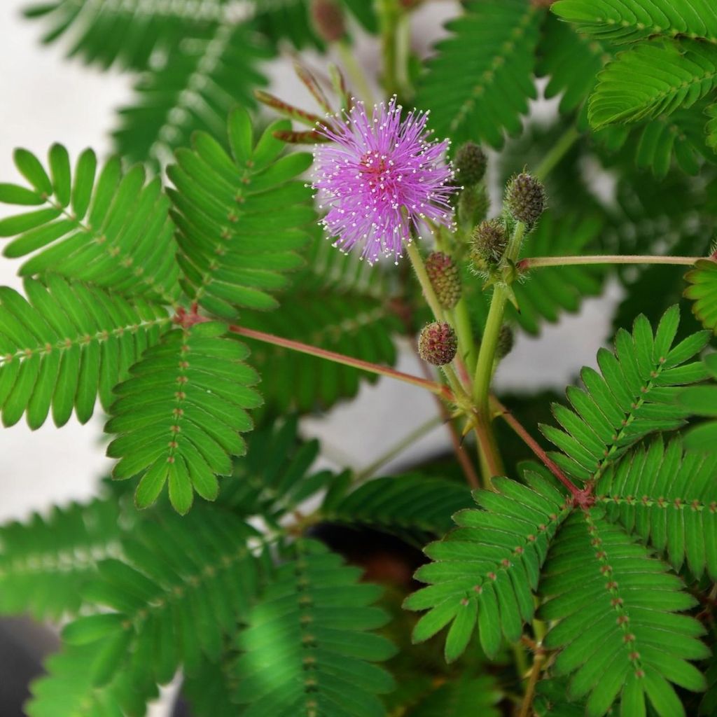 Echte Mimose (Mimosa pudica) - 20 Samen