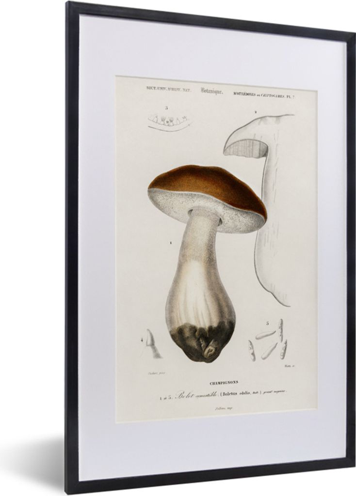 MuchoWow MuchoWow Gerahmtes Poster Pflanze - Jahrgang - Botanica 40x60 cm - Poster mit zchwarzem Bilderrahmen - Poster in Rahmen