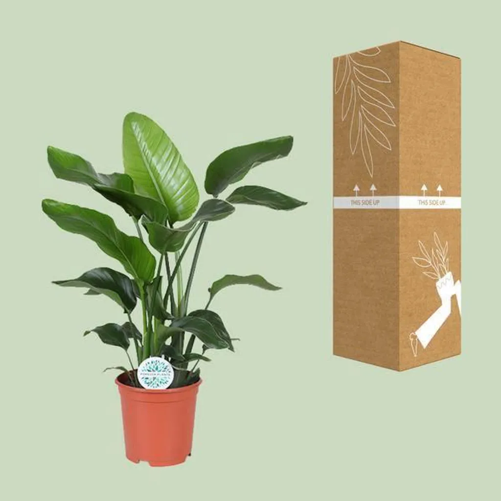 Strelitzia Nicolai pour Bureau et Espaces Ouverts | Pot Ø 21cm - 3