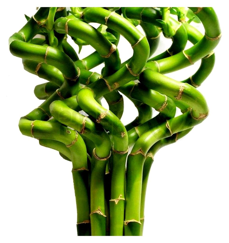 50 cm Glücksbambus - 5 Spiralstiele - Innenpflanzen für Topfgarten und Fensterbrett