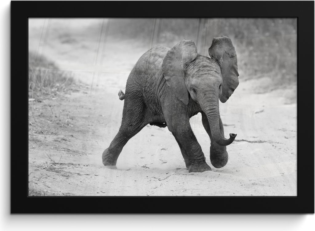 MuchoWow MuchoWow Gerahmtes Poster Elefant - Baby - Tiere - Kröte - Schwarz und weiß 30x20 cm - Poster mit zchwarzem Bilderrahmen - Kunstdruc...