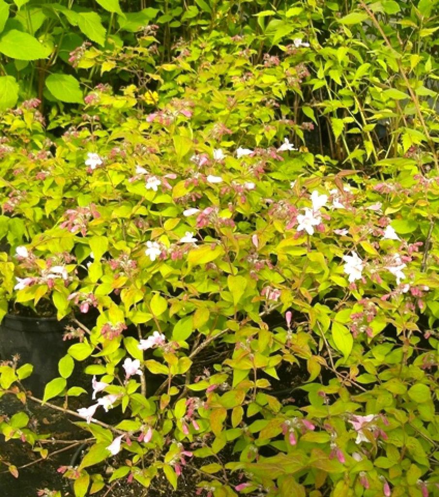 Perlmuttstrauch Kolkwitzia amabilis stark duftend 40 - 60 cm