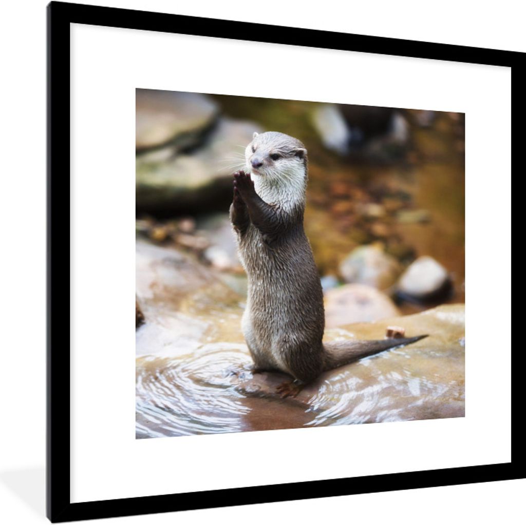 MuchoWow Gerahmtes Poster Otter steht aufrecht 40x40 cm - Poster mit Schwarzem Bilderrahmen Wandposter Rahmen Foto Bilder - Poster - Plakat im Ra...