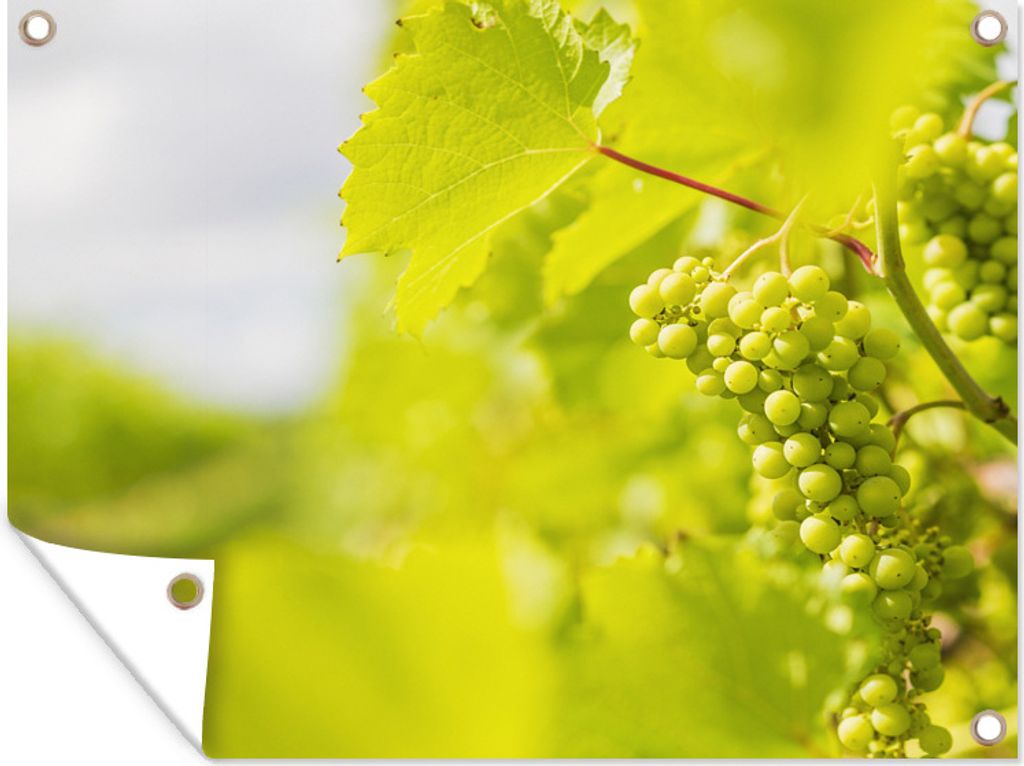 MuchoWow 40x30 cm Outdoor-Poster Gartendeko Sichtschutz Garten Poster für den Garten Weiße Trauben in einem Weinberg
