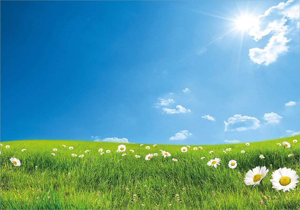 Wallario Poster - Sommerwiese - Weiße Gänseblümchen vor blauem Himmel, Kunstdruck Größe: 70 x 100 cm
