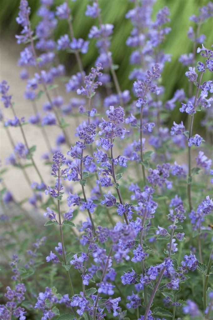 Nepeta x faassenii 'Six Hills Giant', Katzenminze, blau, Produktbild 