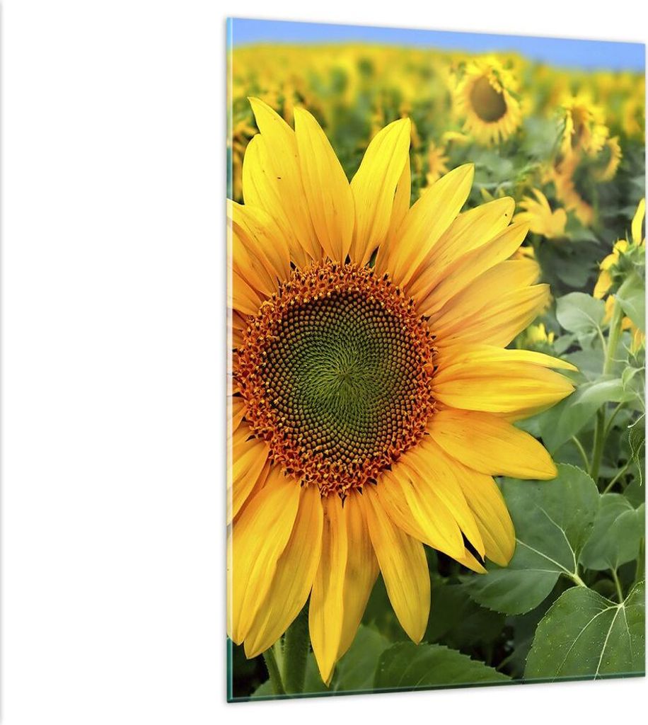 Bilder auf glas - Einteilig - Wolken Sonnenblumen Plantagen - 80x120cm - Glasbilder - Wandbilder - Bilder - Wanddekoration aus Glas - Glas Bilder -...