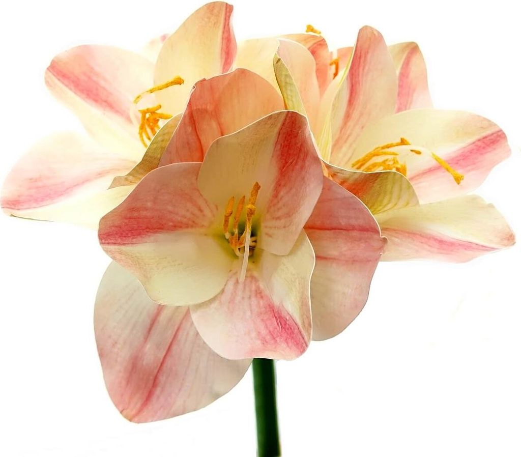 Prächtige Amaryllis Zweifarbig Creme & Rosa - Stiellänge 56 cm - Kunstblumen