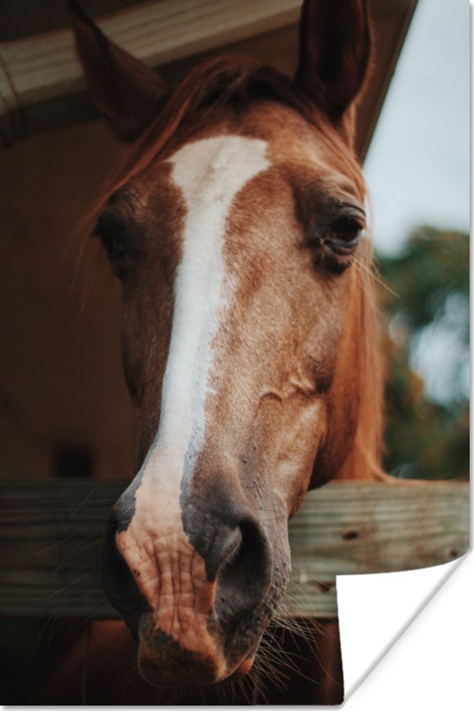 MuchoWow Poster Pferde - Pferdestall - Zaun 80x120 cm - Papierdruck