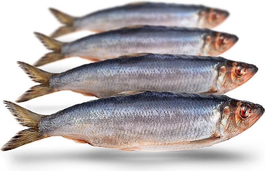 Köderfische Hering Groß - Vakuumverpackt | 21-26CM | 2-4ST Produktbild 