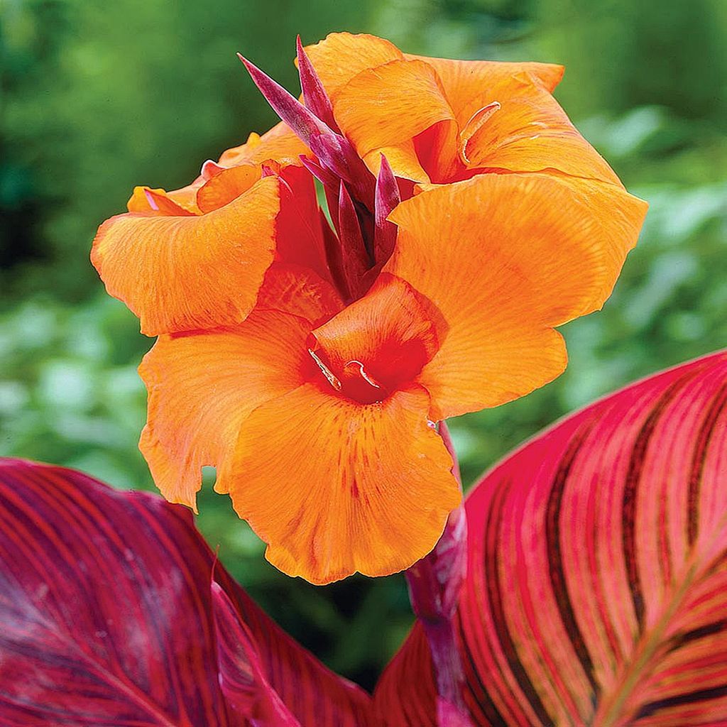 Canna Blüten Knolle Töpfe Garten Kanna Durban 1 St. Produktbild 