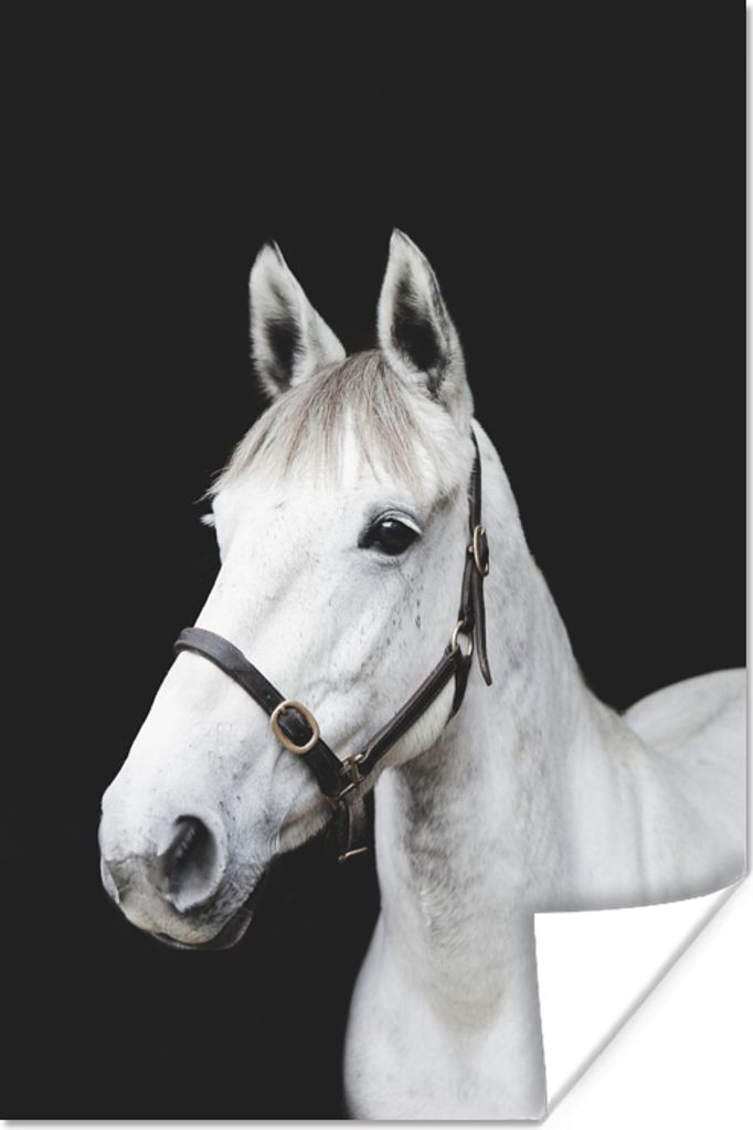 MuchoWow Poster Pferd - Halfter - Weiß 20x30 cm - Papierdruck