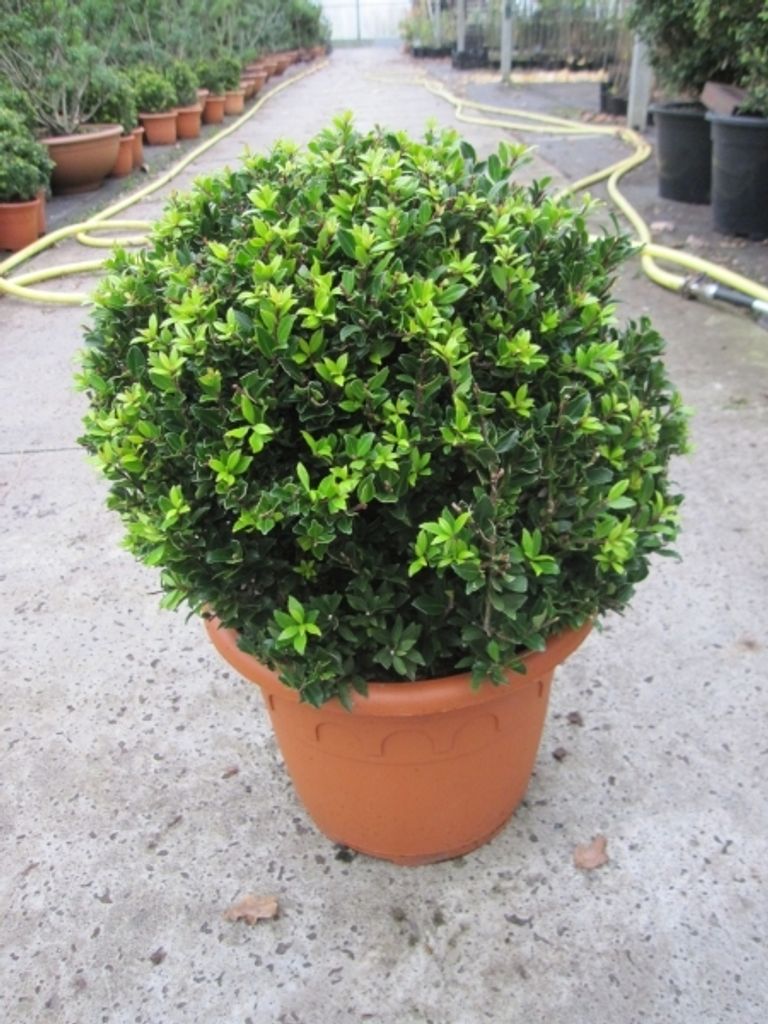 Ilex crenata Twiggy Kugel - Berg-Ilex Twiggy Kugel