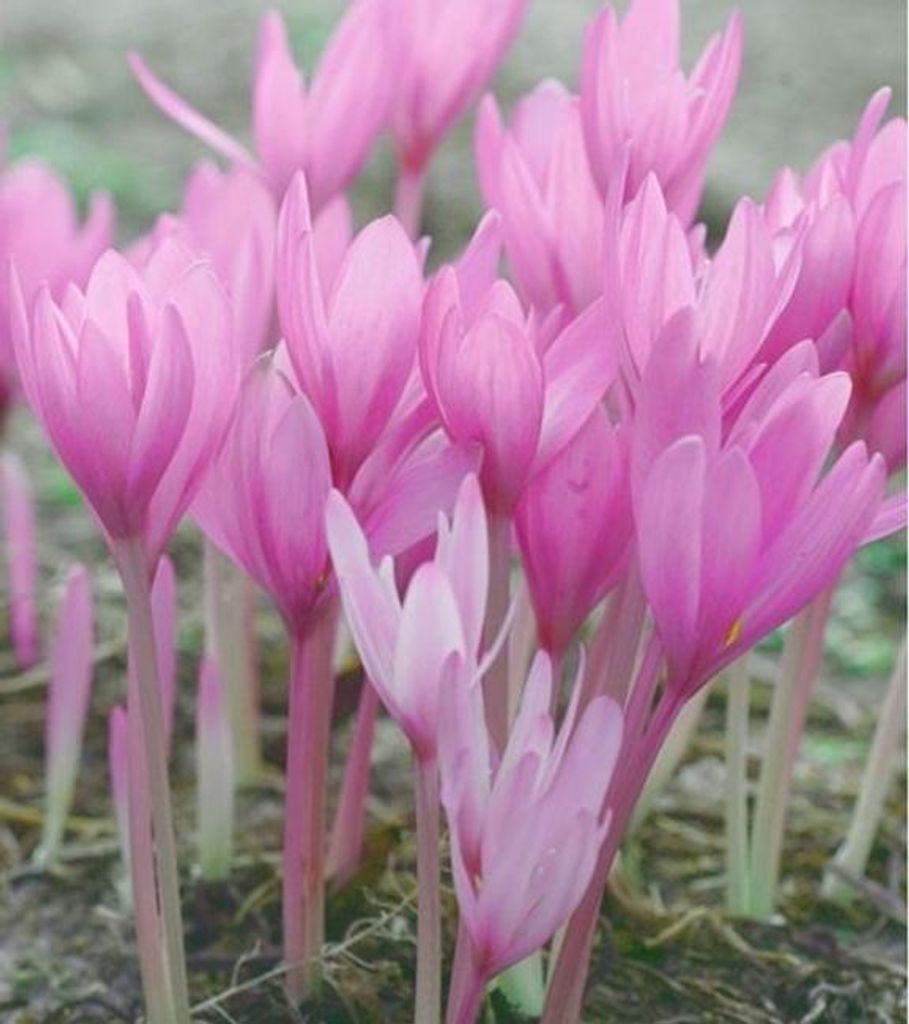 Colchicum Boutons de fleurs Fleurs Laitue d'automne Alba Image du produit 