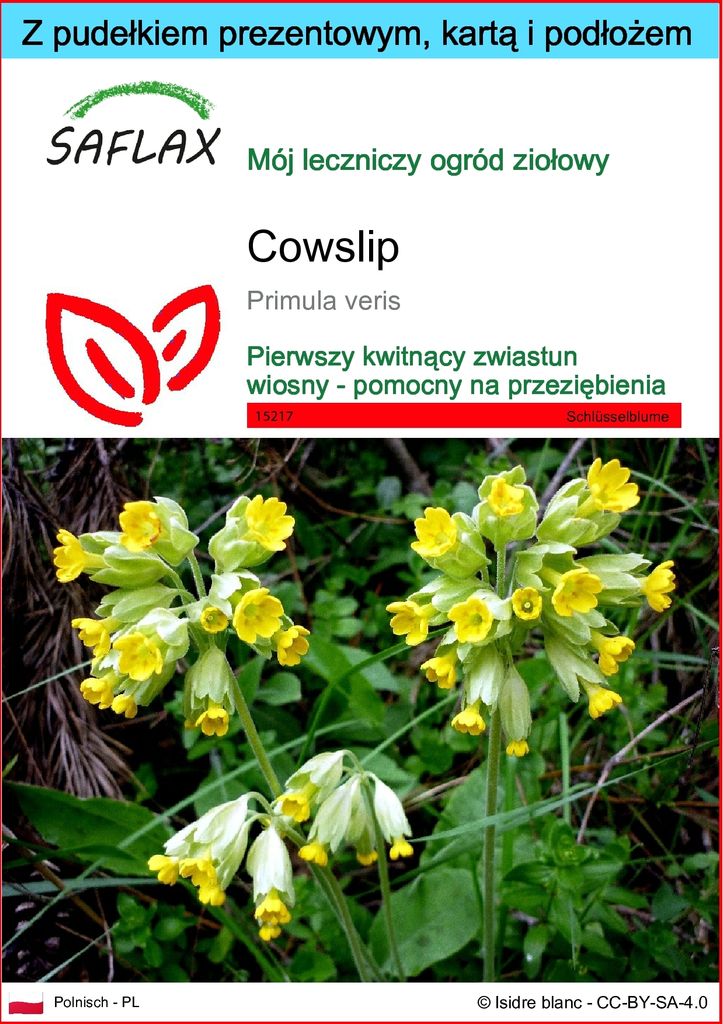SAFLAX - Zestaw prezentowy - Cowslip - 100 Nasiona - Z Zdjęcie produktu 