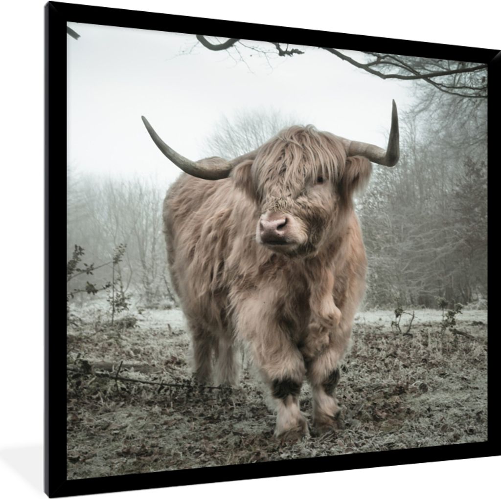 MuchoWow Gerahmtes Poster Schottischer Highlander - Wald - Nebel - Kuh - Tiere - Natur 40x40 cm - Poster mit Schwarzem Bilderrahmen Wandposter Ra...