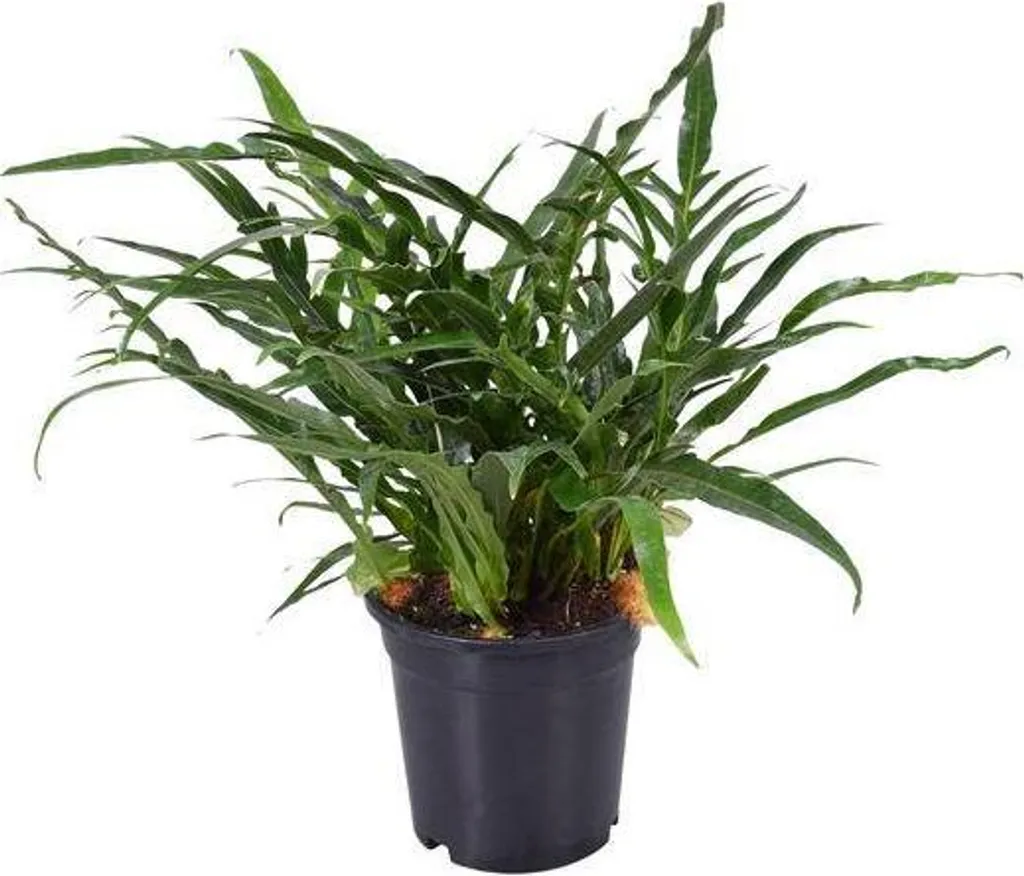 Plante d'intérieur Aglaomorpha coronans - Grande Fougère Décorative 45cm
