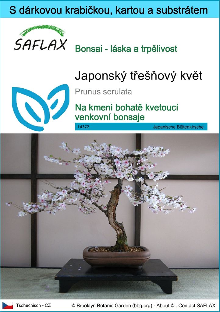 SAFLAX Dárková sada - Japonský třešňový květ - Prunus Obrázek produktu 