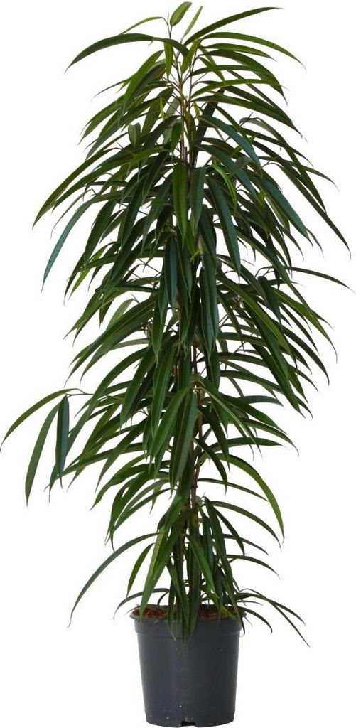 Ficus pleureur - Ficus binnendijkii - Hauteur 100-110cm - Image du produit 