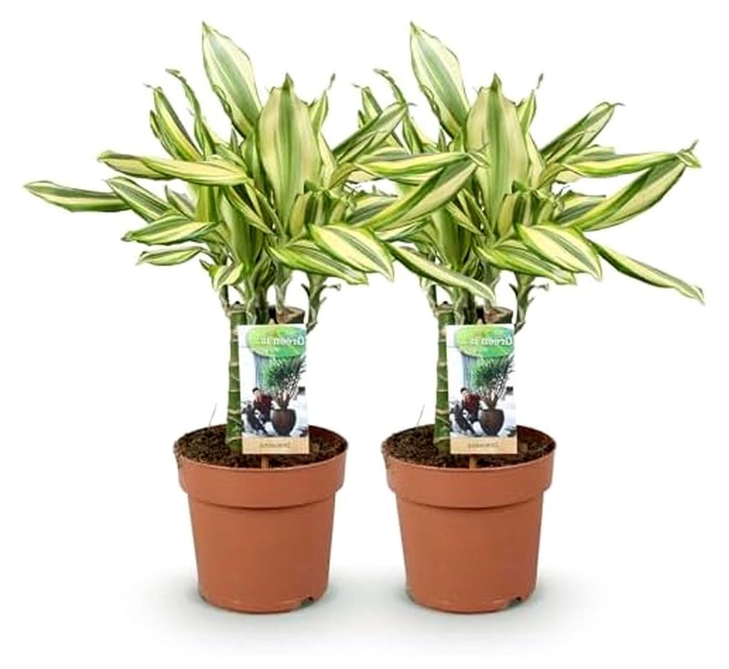 Zimmerpflanzen - Dracaena fragrans Diamond Dream - Drachenbaum - Pflegeleicht - Bunt - 2 Pflanzen - Topf 17cm - Höhe 50-55cm