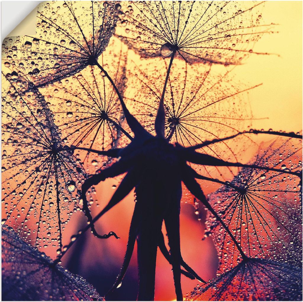 ARTland Wandbild, selbstklebend Pusteblume im Sonnenuntergang Größe: 40x40 cm