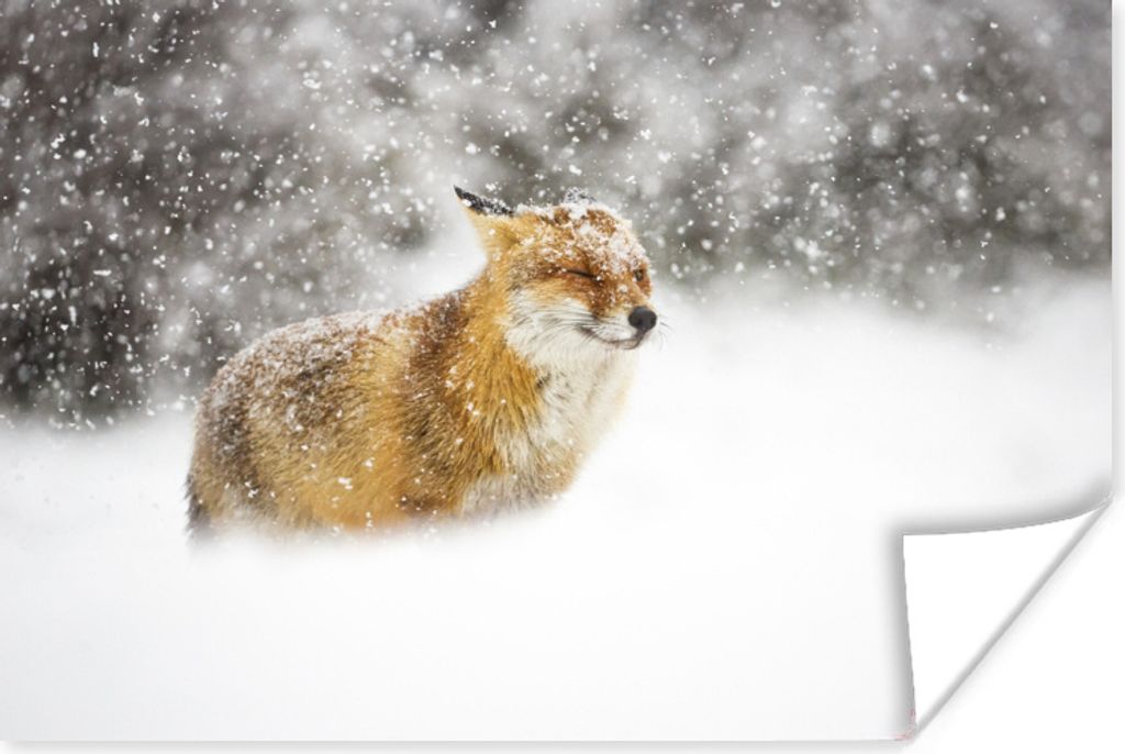 MuchoWow Poster Fuchs - Schnee - Sturm 60x40 cm - Schlafzimmerdekoration