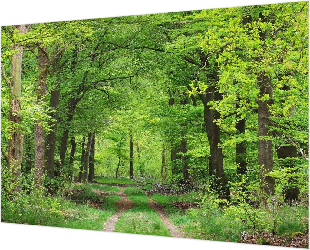 Wandtapete - Dekorative Tapete für Wohnzimmer - Tapetenfolie für Wanddekoration - 152x104 cm - Waldweg