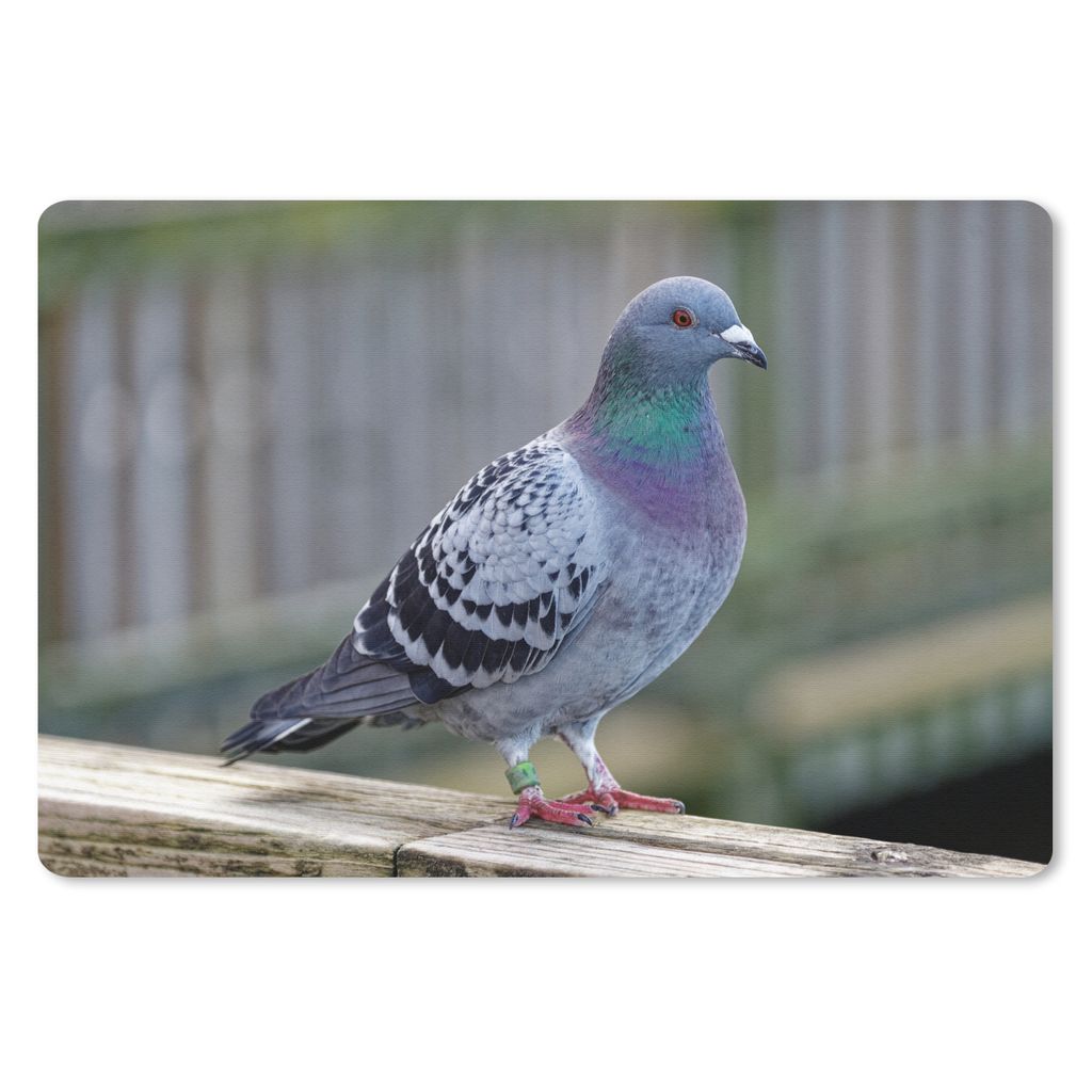 MuchoWow Schreibtischunterlage Taube - Vogel - Lila - Federn 60x40 cm - XXL Mauspad - Großes Mauspad