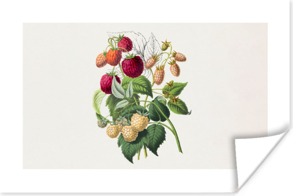 MuchoWow Poster Erdbeere - Obst - Vintage 60x40 cm - Schlafzimmerdekoration