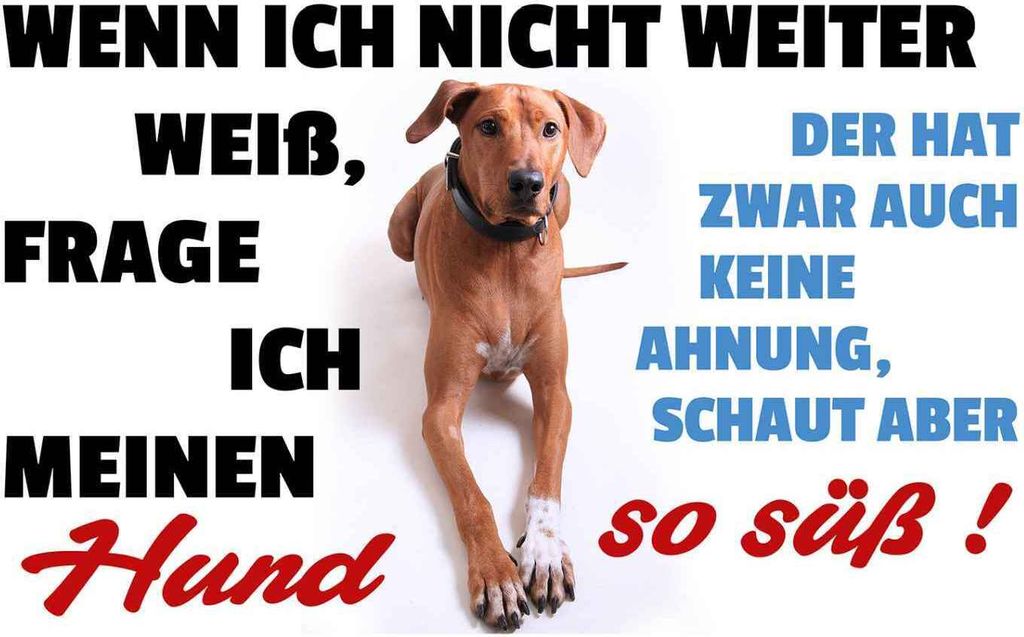 vianmo Holzschild 20x30 cm wenn ich nicht weiter weiß Hund Spruch Zitat