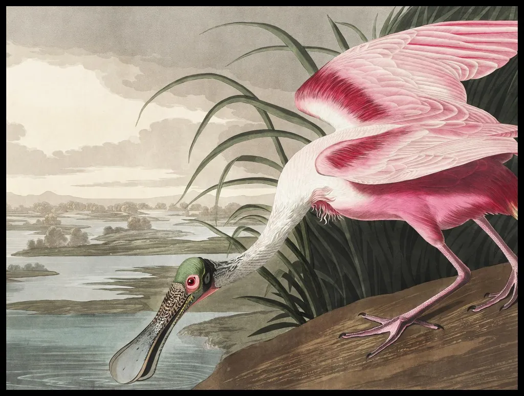 Poster Mural Ibis Rose Audubon 100x75 cm - Décoration Vintage Grand Format
