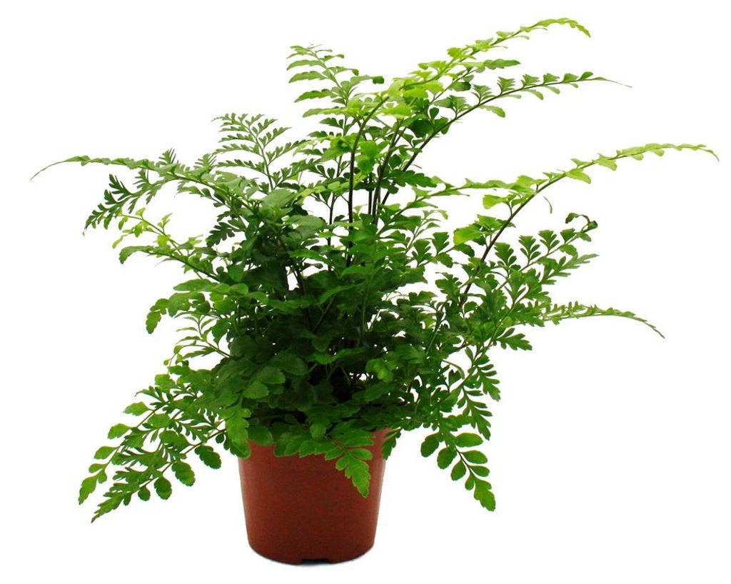 Asplenium dimorphum Parvati – Speciální odrůdy pokojových Obrázek produktu 