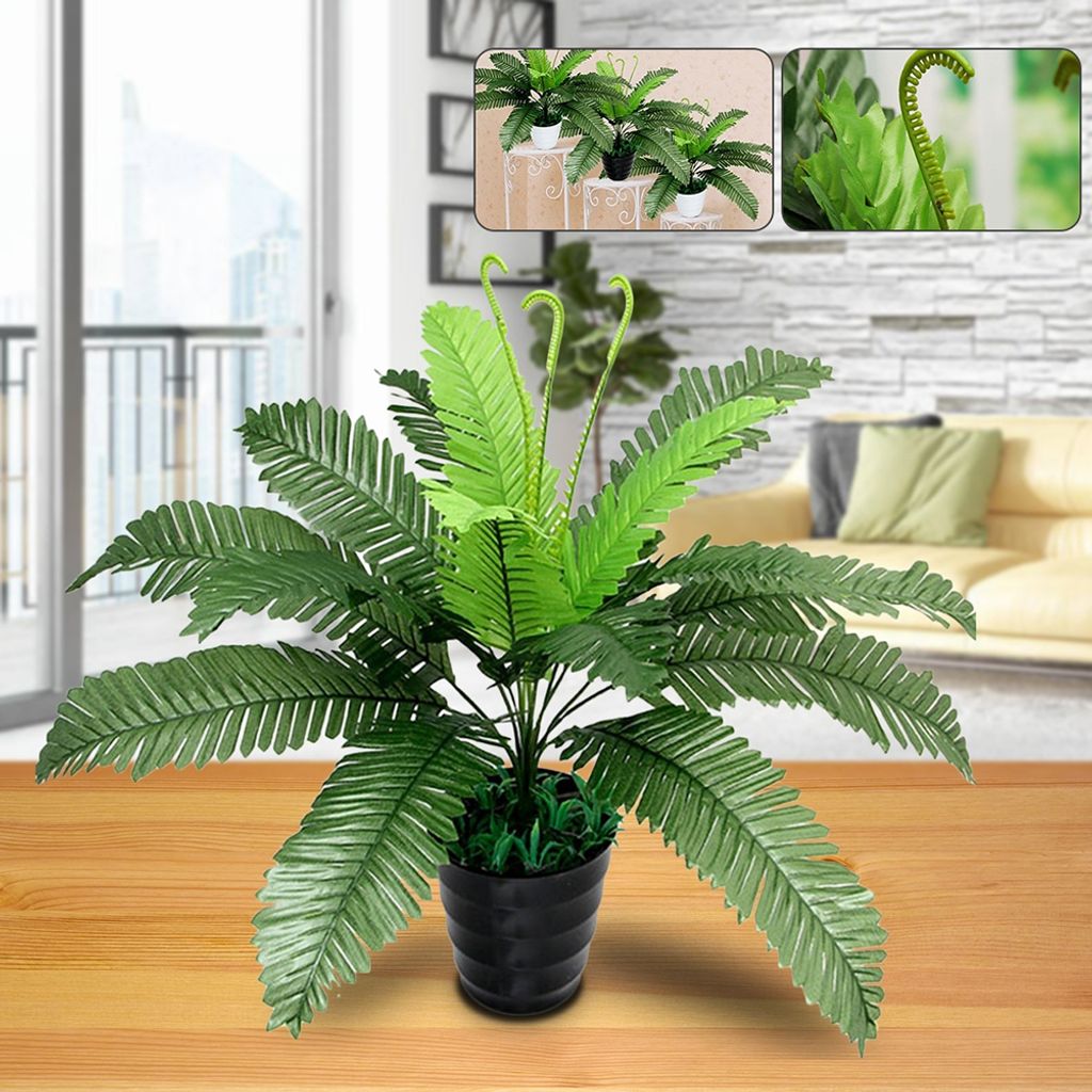 kaktus säulenkaktus Cereus peruvianus