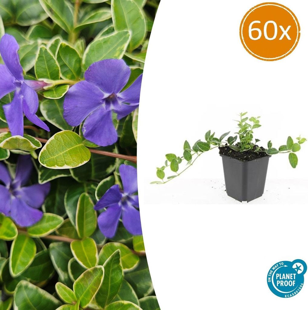 Vinca minor 'Ralph Shugert' | 60 Stücke - 10-25cm - Ø9cm - Gartenpflanze