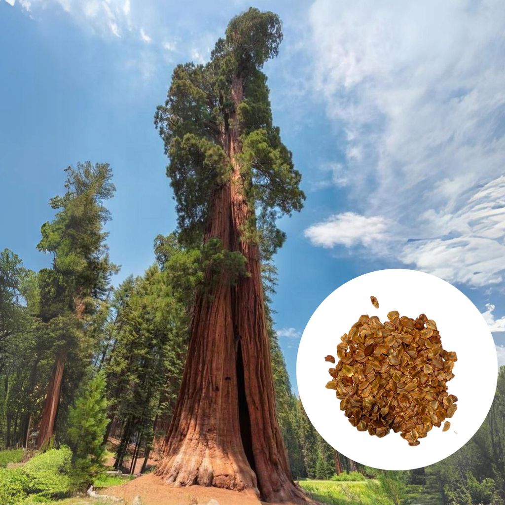 Graines de Sequoia Sempervirens - Lot de 10 - Graines Image du produit 