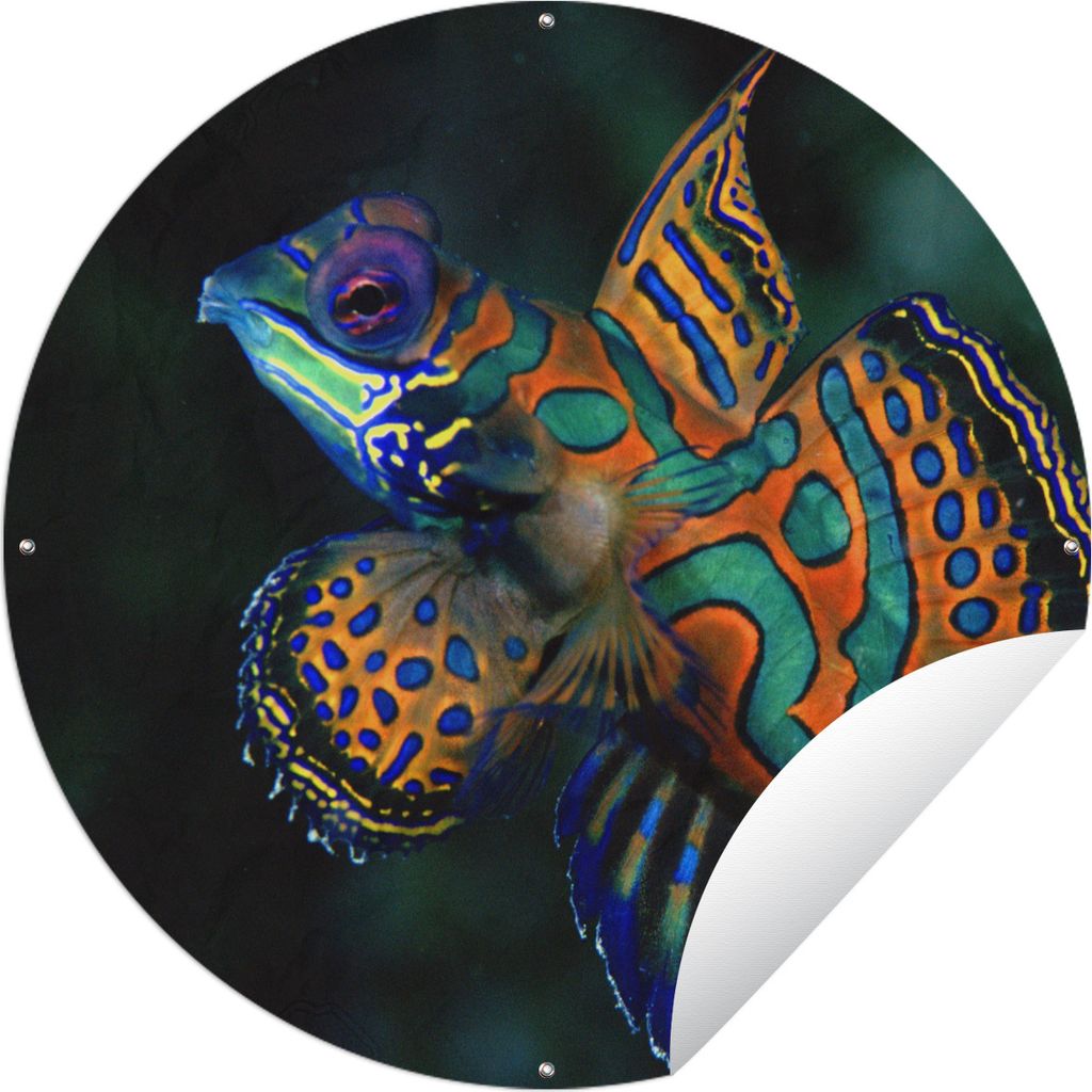 MuchoWow Gartenposter Outdoor-Poster Rund Fisch - Meer - Orange Ø 150 cm Gartendeko Rundes Poster draußen