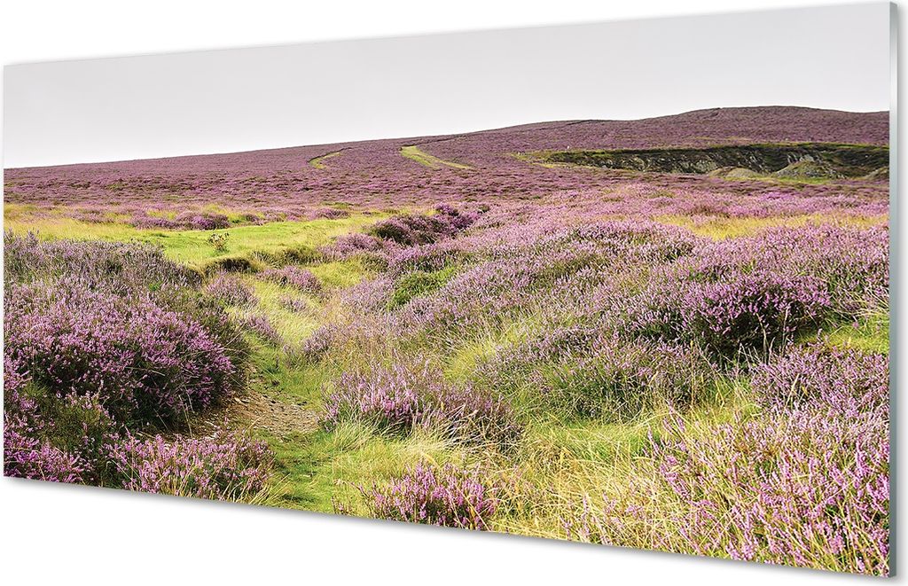 Glasbilder 100x50 Wandkunst Feld heathers
