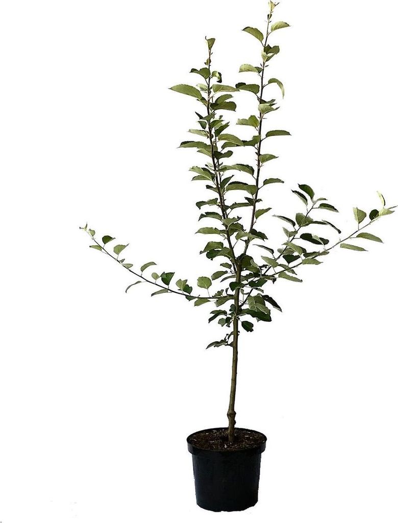 Kaiser Wilhelm Winterapfel historische Apfelsorte Buschbaum 110-140 cm 9-10 L Topf M7