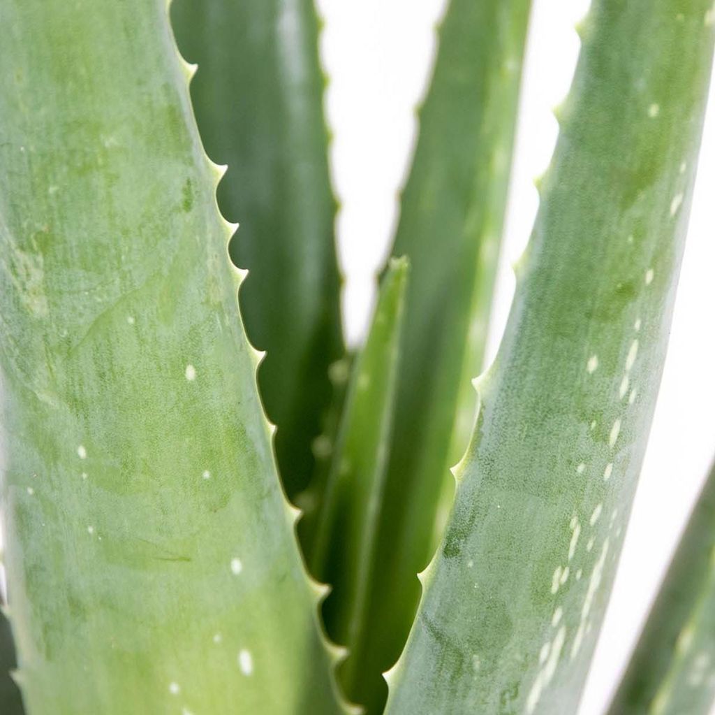 Bloomique Aloe Vera Pflanze 35-45 cm | Pflegeleicht