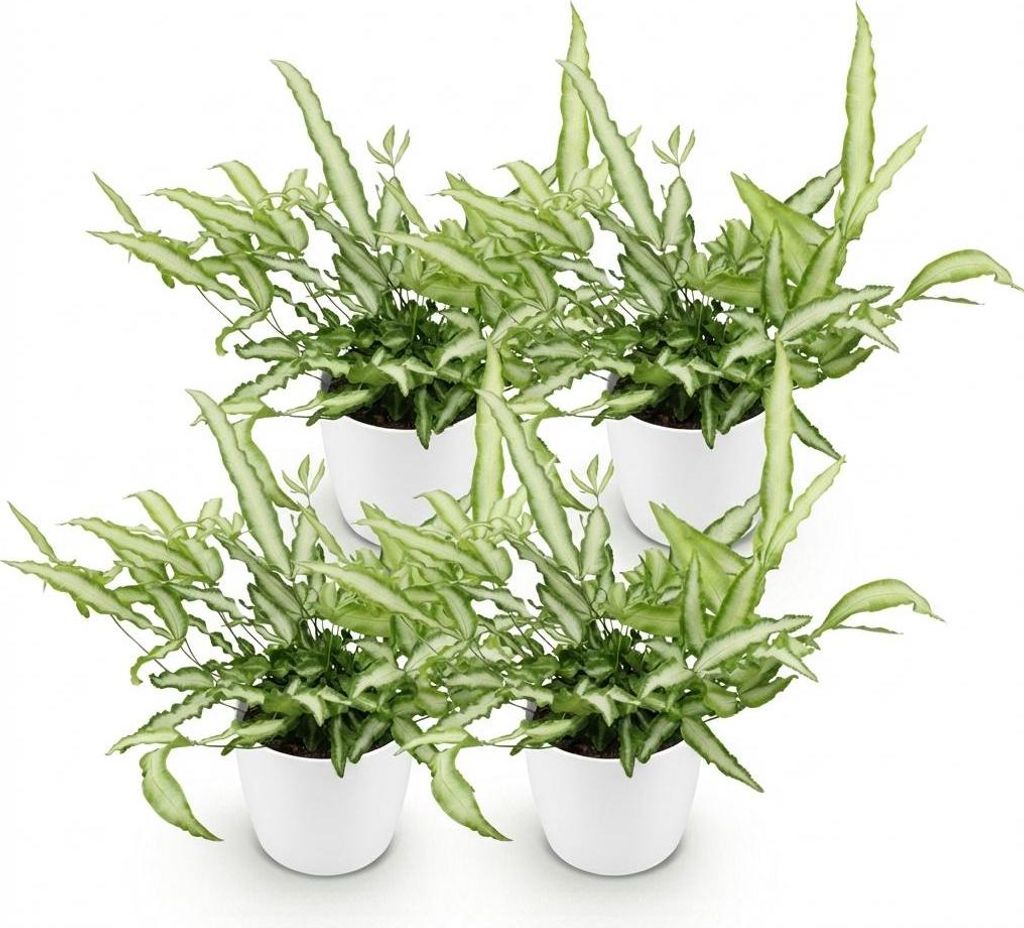 Green boutiQ - Zimmerpflanze - Pteris cretica Albolineata - Schwertfarn - Haustierfreundliche Pflanze - Grün - 4 Pflanzen - mit Potter Weiß - Top...